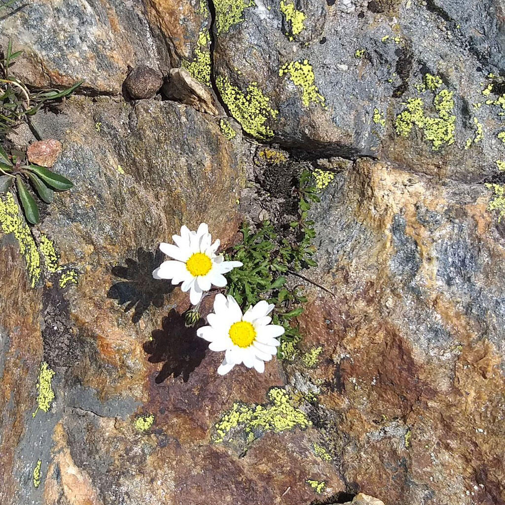 Le gneiss, roche typique du Val de Bagnes